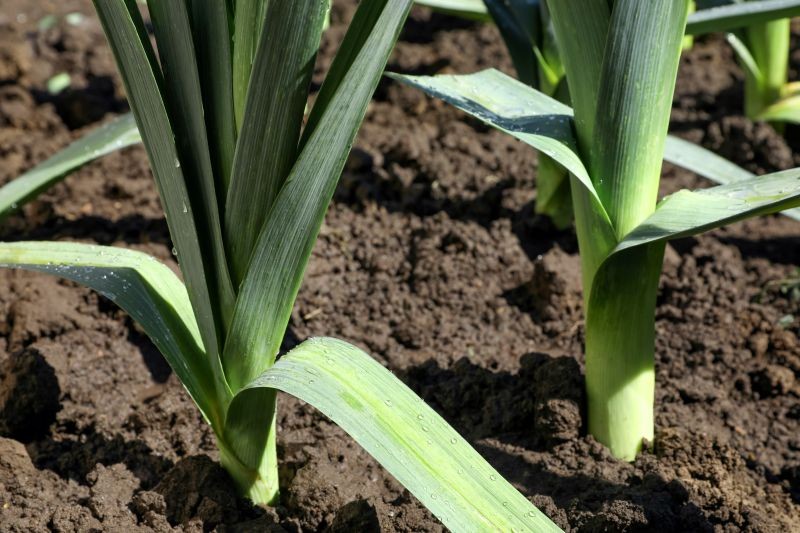 Jak pielęgnować pory po posadzeniu?