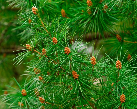 Sośnica japońska (Sciadopitys verticillata)