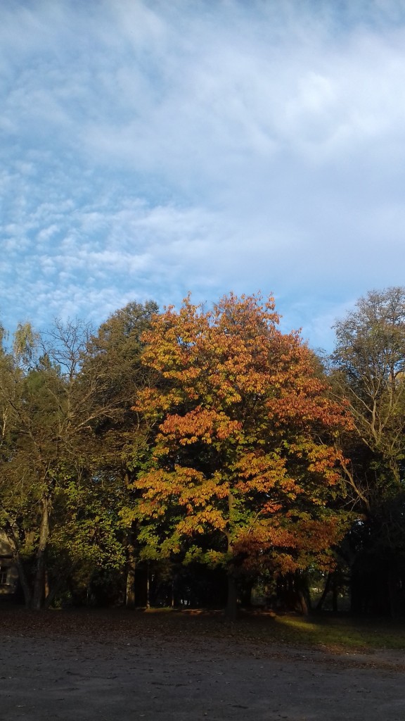 Leśne klimaty, Park jesienią