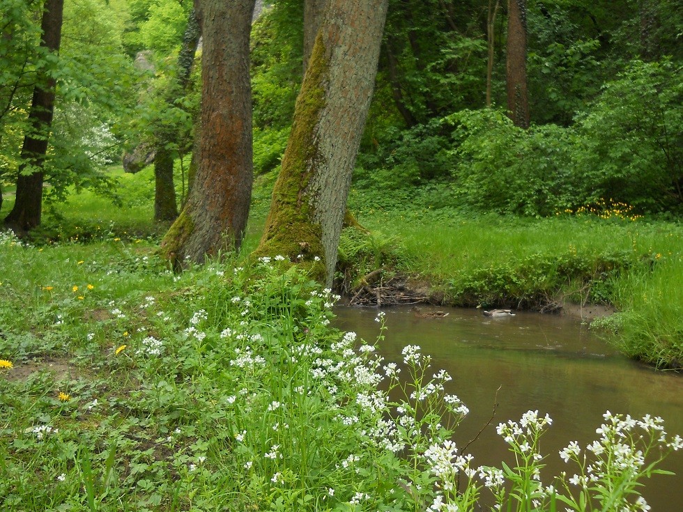 Podróże, Dolina Mnikowska, wycieczka spacerowo - wyczynowa:) - Meandry Sanki w przybrzeżnym kwieciu wręcz same toną:) 
Para zakochanych kaczek popisywała się przed turystami.