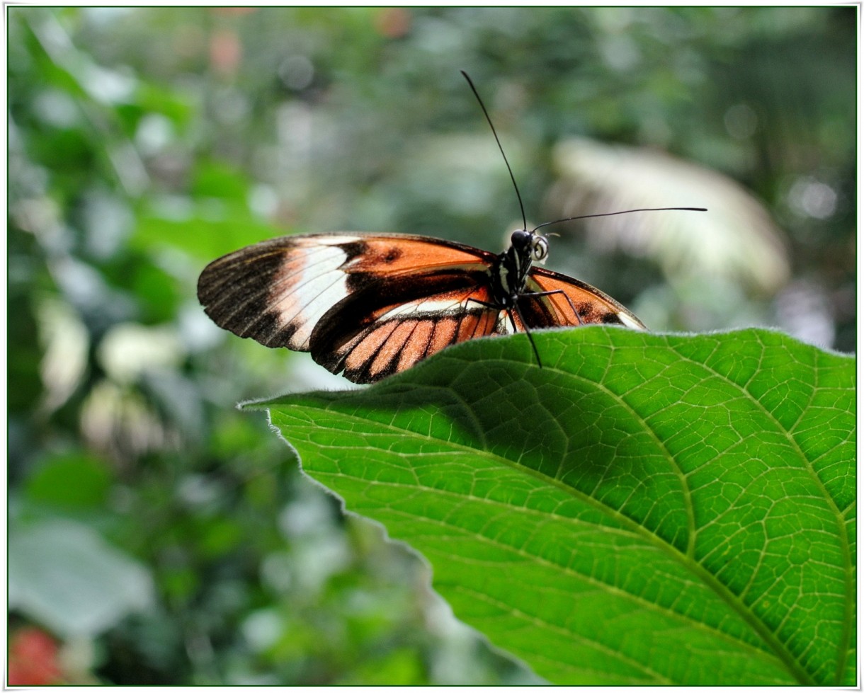 Oranżeria, Łapanie motyli.. - Motyl nazywany Helionconius melpomene  (Postman-Listonosz)