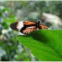 Oranżeria, Łapanie motyli.. - Motyl nazywany Helionconius melpomene  (Postman-Listonosz)
