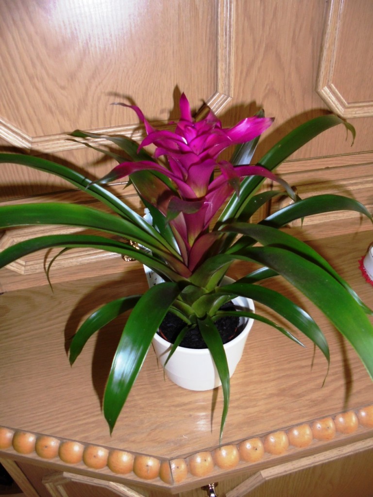 Pozostałe, KWIATOWE  PARAPETY  W  KOLORACH  TĘCZY - BROMELIA