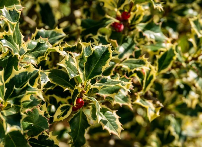 Ostrokrzew kolczasty 'Argentea Marginata' wygląda atrakcyjnie o każdej porze roku.