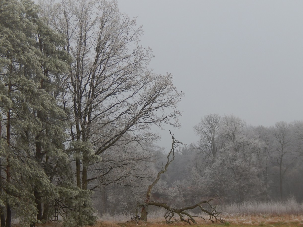 Leśne klimaty, WINTER ART ...