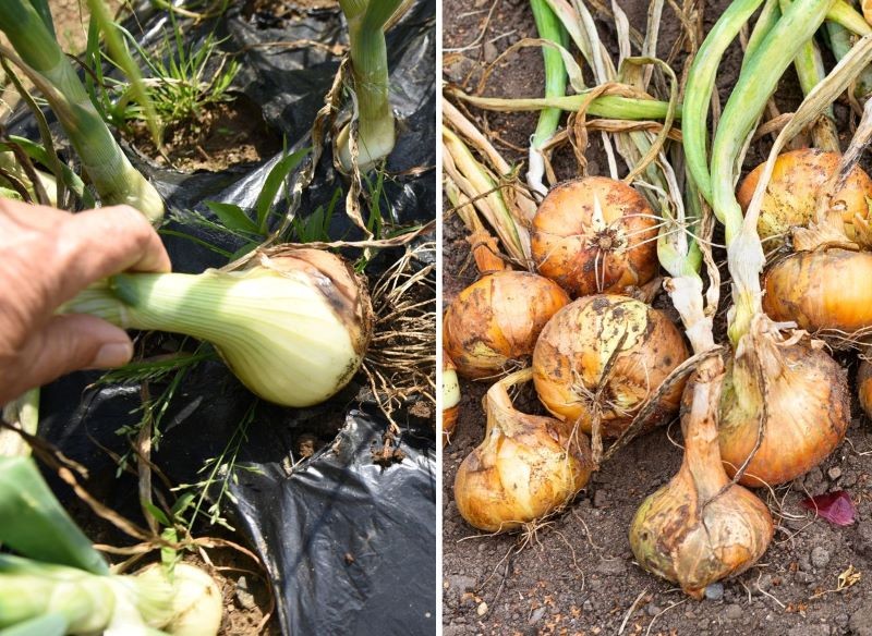 cebule przed zbiorem i po zbiorze