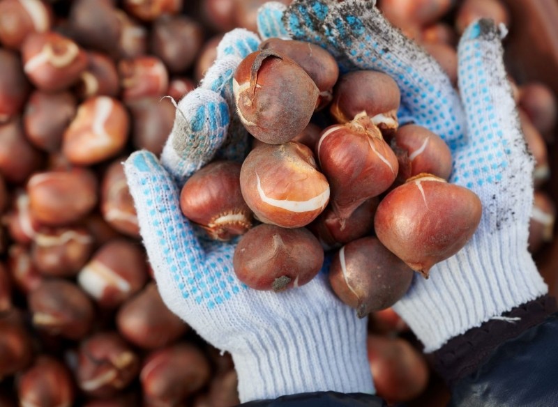 jak sadzić tulipany w styczniu