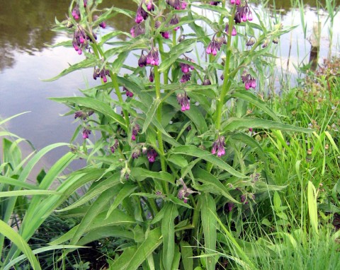 Żywokost lekarski (Symphytum officinale)