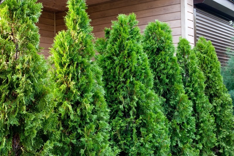 nawożenie tui jesienią