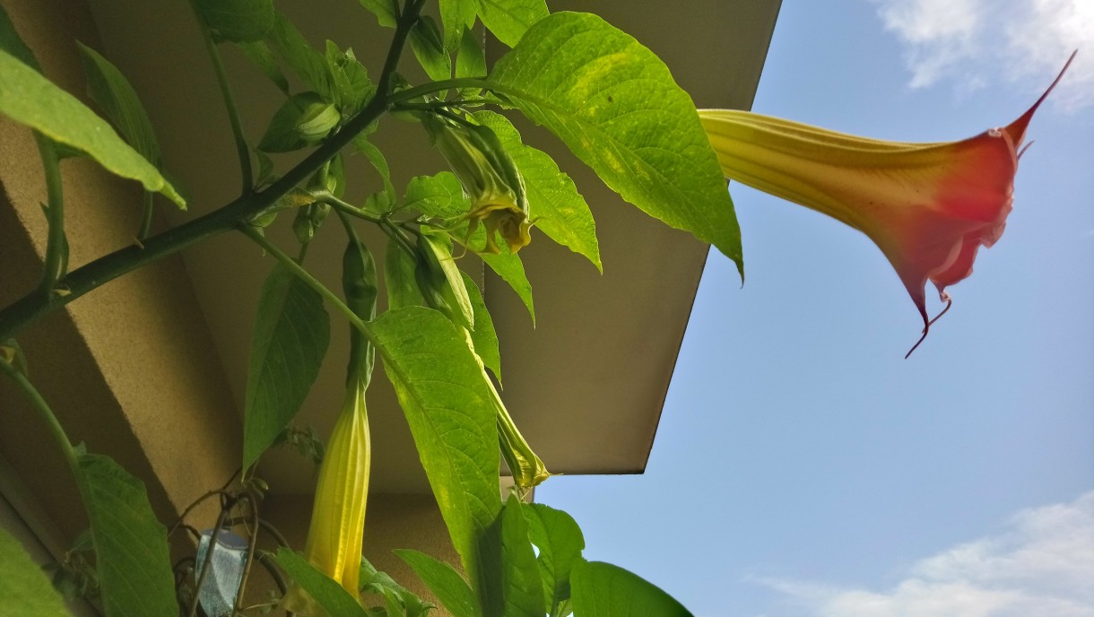 Balkon, Lato na balkonie.............moje datury........... - .............datura...............