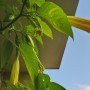 Balkon, Lato na balkonie.............moje datury........... - .............datura...............