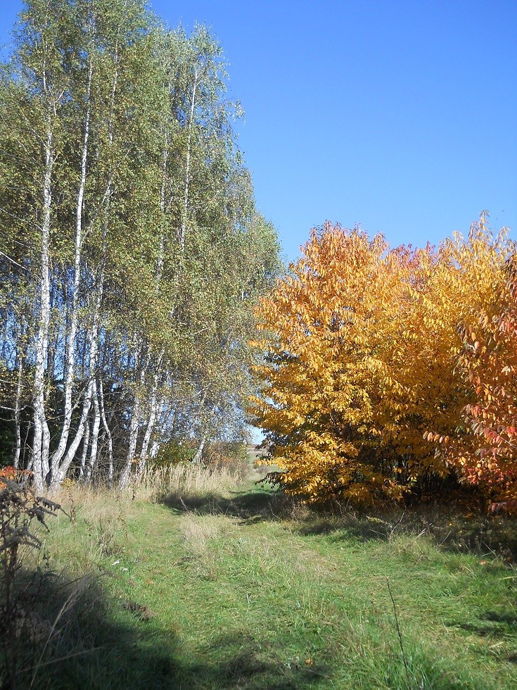 Pozostałe, Jesień.