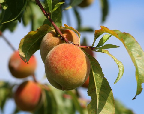 Jak wyhodować brzoskwinię z pestki? Siew i pielęgnacja
