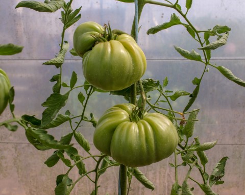 Naturalne odżywki fosforowo-potasowe do pomidorów. Na silny korzeń, dużo kwiatów i smaczne owoce