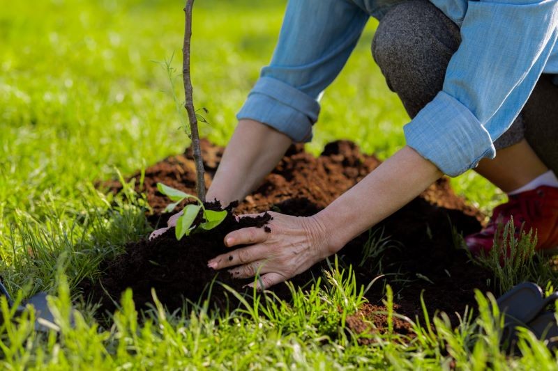 Kiedy sadzić drzewa w ogrodzie?
