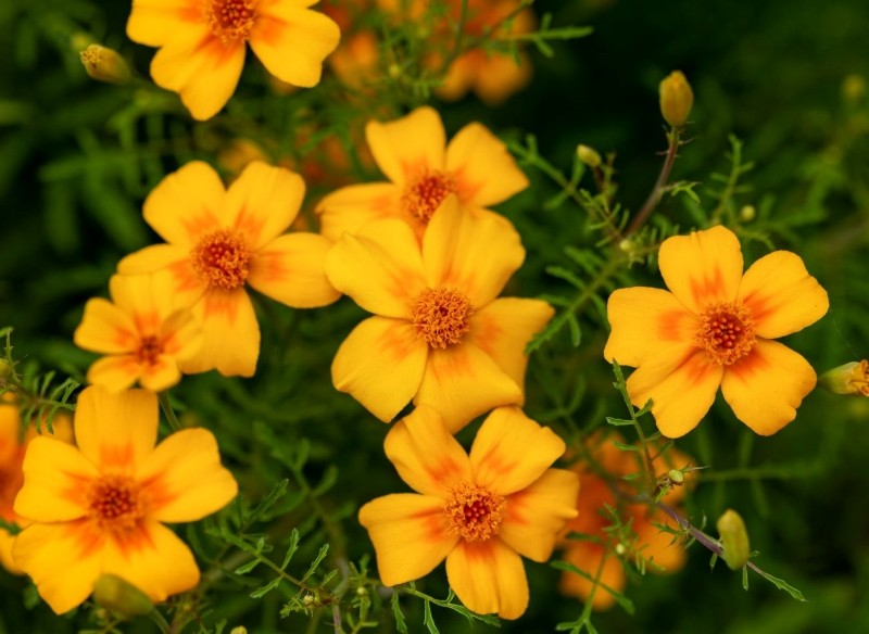 odmiany aksamitki wąskolistnej