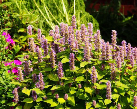 Dąbrówka rozłogowa „Gold Chang”  (Ajuga reptans)