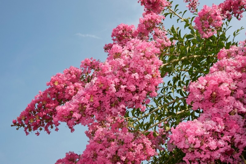 lagerstremia indyjska