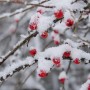 Rośliny, Irga płożąca o cudnych owocach - Czerwone owoce irgi płożącej, które przypominają małe koraliki, pięknie zdobią jesienny ogród. Gałązki gęsto usłane błyszczącymi owockami świetnie nadają się do stroików świątecznych.