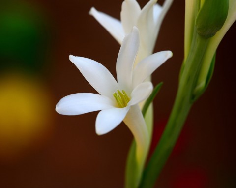 Tuberoza bulwiasta (Polianthes tuberosa)