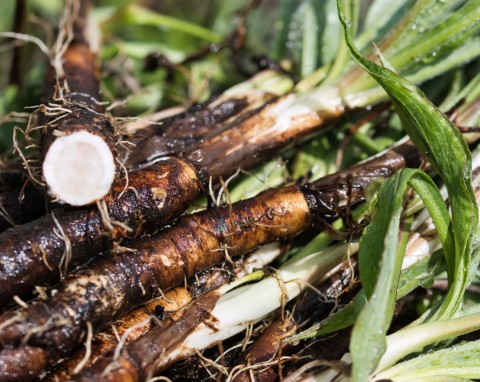 Wężymord czarny korzeń (Scorzonera hispanica)