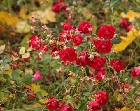 Zakop teraz pod krzewami róż. Dostaną dawkę żelaza i ochronę, a kwiaty intensywny kolor