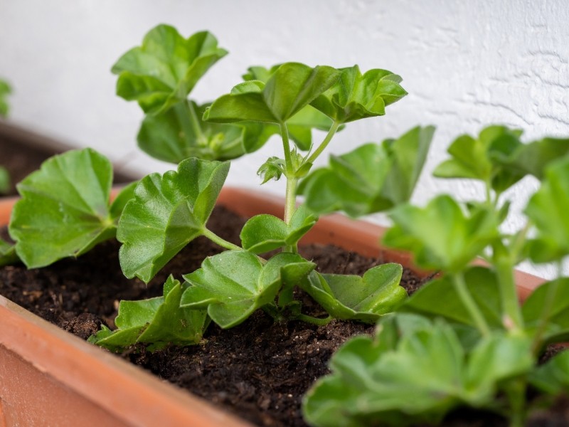 rozmnażanie pelargonii