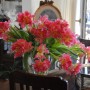 Pozostałe, Kwietniowe lato :) - ...a tulipany ukwiecają dom ...w promieniach słonka wyglądają świetnie i wywołują uśmiech na mojej buzi :) 