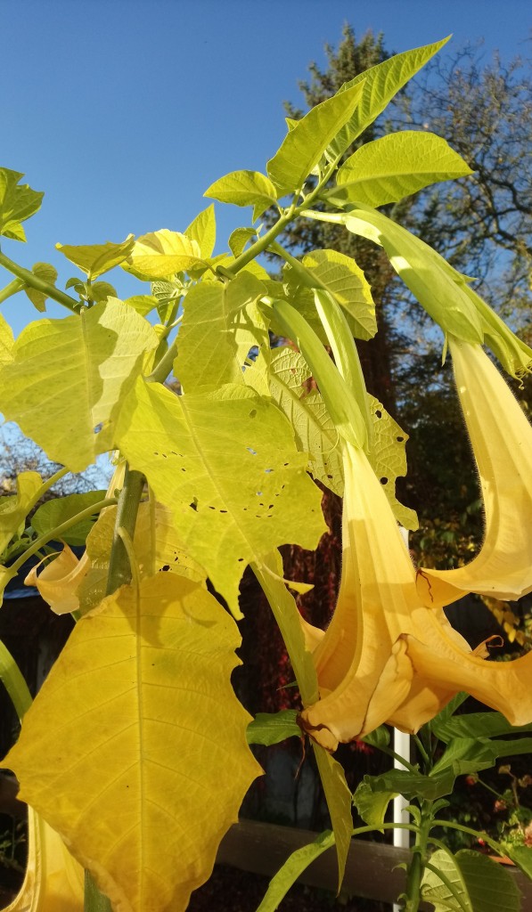 Rośliny, Jeszcze październik...................... - ...................i datura .............