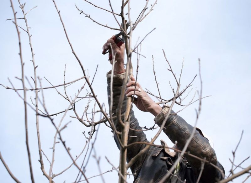 cięcie młodych wilków