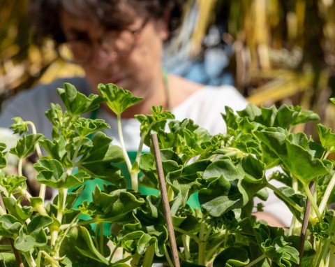 Wiosną nie będziesz kupować pelargonii. Najprostszy, darmowy sposób na rozmnożenie kwiatów