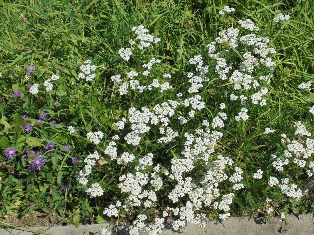 Pozostałe, NATURA w PEŁNEJ  KRASIE - Park Mickiewicza