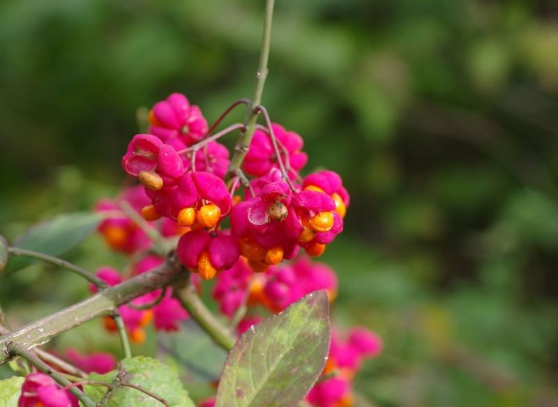 Zjawiskowe owoce trzmieliny oskrzydlonej mogą stać się oryginalną dekoracją wieńca. 