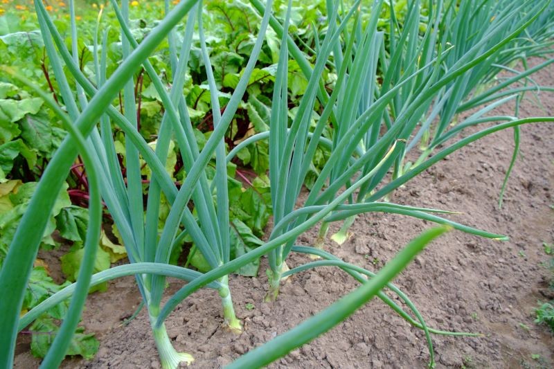 Cebula jest doskonałym towarzyszem dla wielu warzyw, owoców, kwiatów i ziół.