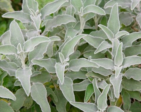 Zimą tworzy w ogrodzie srebrzyste dywany. Jest bardzo odporny i bezobsługowy