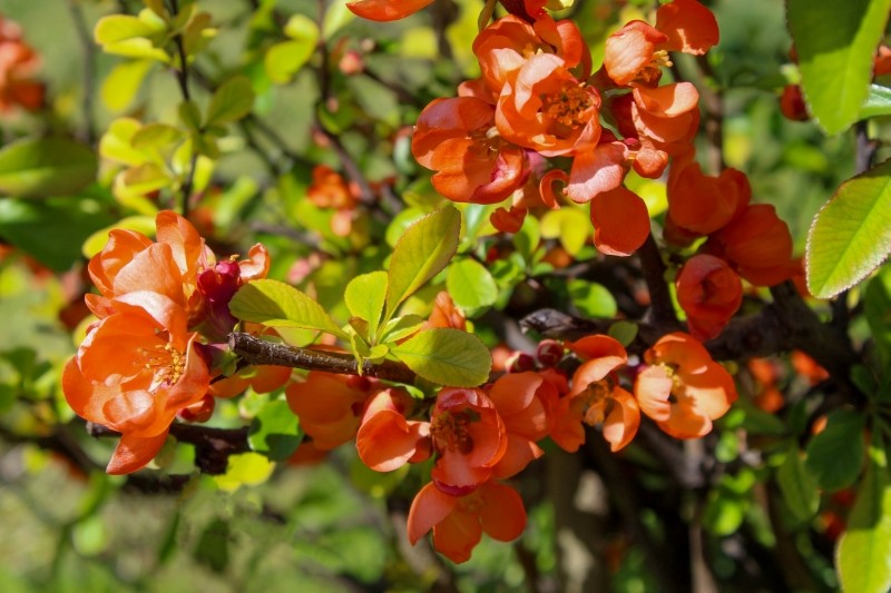 przycinanie pigwowca japońskiego 