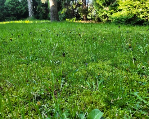 Odzyskaj zielony trawnik bez grama chwastów. Hiszpańscy ogrodnicy tylko w ten sposób pozbywają się mchu