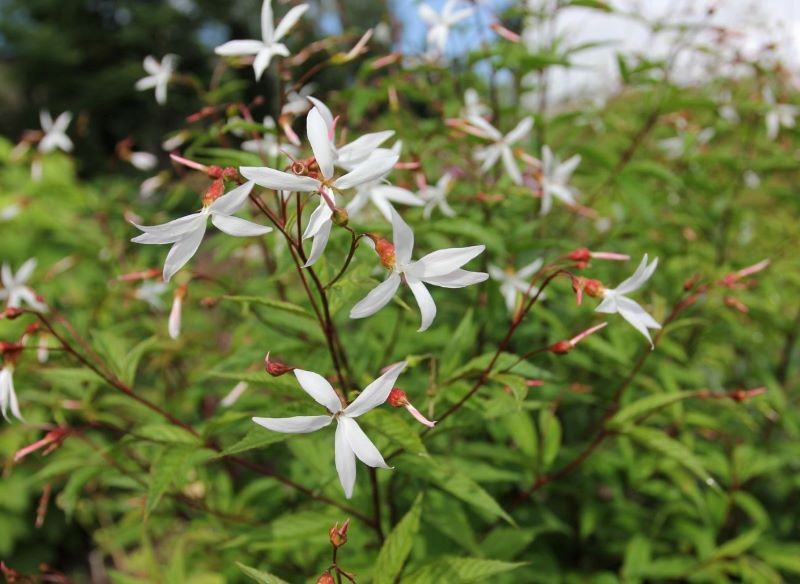 Z początku gillenia trójlistna wygląda niepozornie.