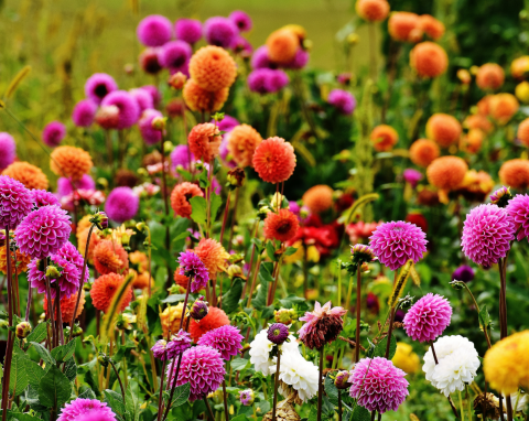 TOP 10 najpiękniejszych kwiatów cebulowych sadzonych wiosną. Sprawdź, jak o nie zadbać
