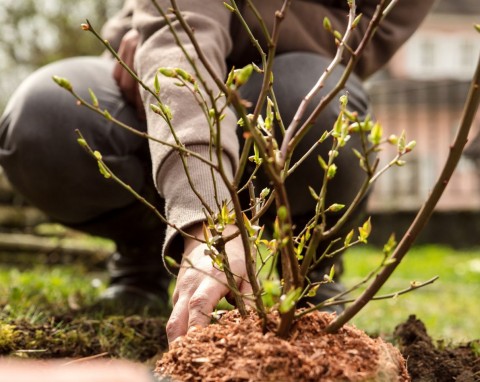 Nigdy nie sadź obok borówki amerykańskiej. Będą hamować jej wzrost i zmniejszać plony