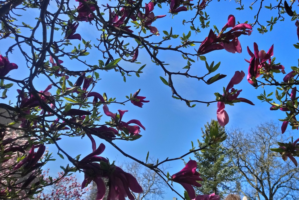 Rośliny, Czas na magnolie..................... - Chwilo trwaj :) Pozdrawiam Was bardzo serdecznie i duuuuuuuuuuuuuużo dobrego życzę na ten najpiękniejszy wiosenny czas  :)