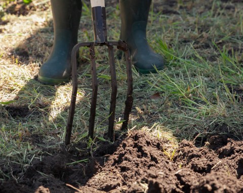 Napowietrzanie gleby zamiast przekopywania. Warto wykonać, zanim spadnie śnieg