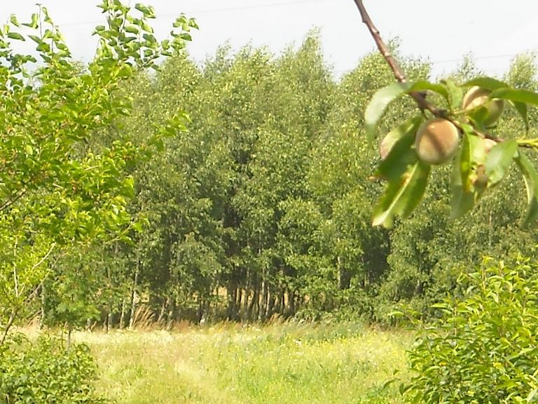 Pozostałe, Taki sobie letni domek na wsi .....