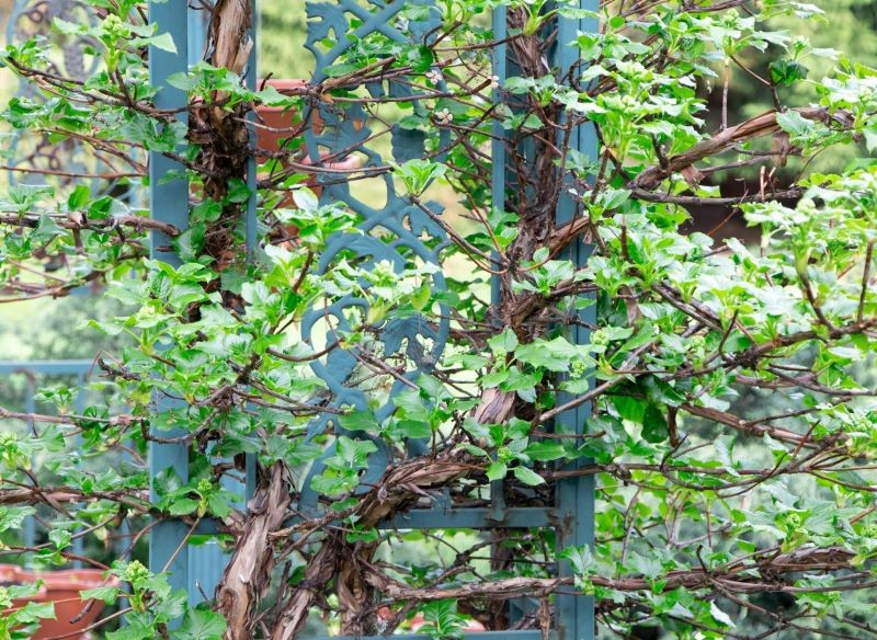 Hortensję pnącą najlepiej posadzić w półcieniu.