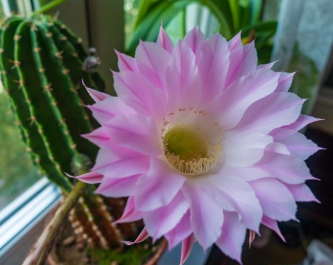 Echinopsis Eyriesa, czyli kaktus przegorzaniec. Jak go pielęgnować, by obsypał się kwiatami?