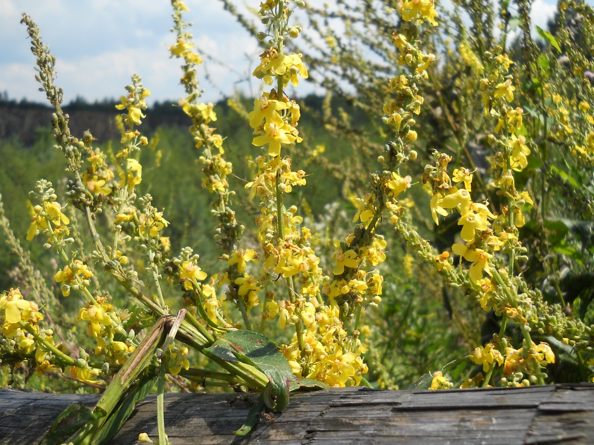 Pozostałe, Arboretum Gródek - polskie Malediwy. - ..obfitością..