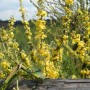 Pozostałe, Arboretum Gródek - polskie Malediwy. - ..obfitością..