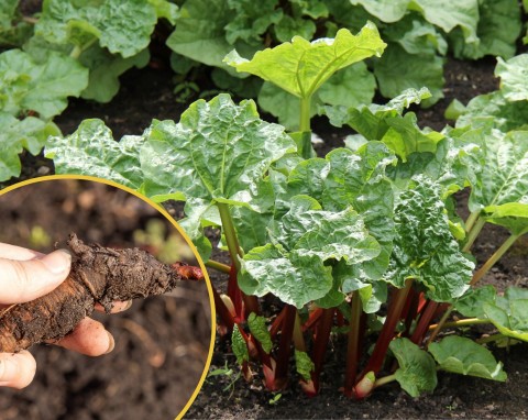 Sadzenie i rozmnażanie rabarbaru. Dlaczego rabarbar lepiej sadzić jesienią?