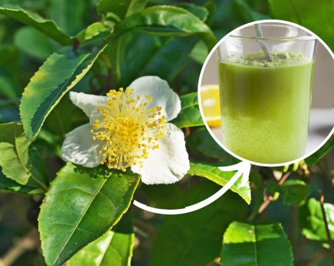 Herbata chińska w donicach — uprawa i pielęgnacja. Z jej liści można zrobić oprysk na szkodniki i odżywkę