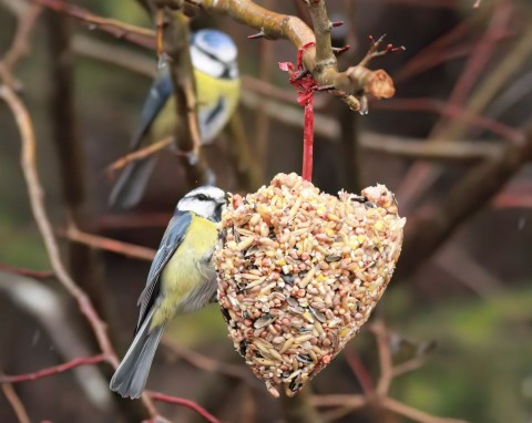 Zrób kule mocy dla ptaków. Sikorki i rudziki tłumnie zlecą się jako pierwsze